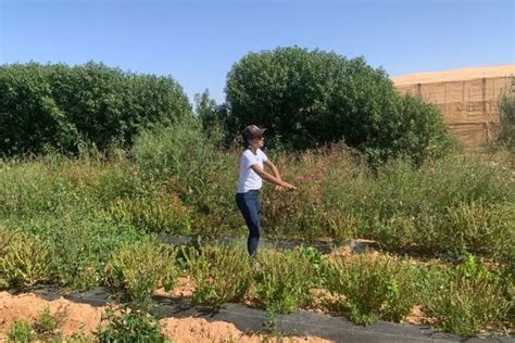  Deserts into Dreams: Cultivating Resilient Futures for Arid Lands