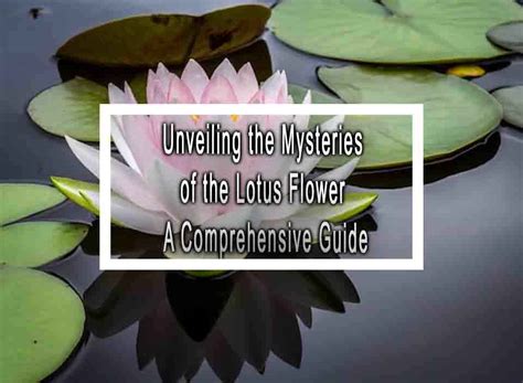  Secrets of the Emerald Lotus: Unveiling the Mystery and Serenity Within